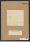 Coscinodiscus leptopus Grun. (de-Toni-Nr.: Genus 202, Species 4908) Zeichnungen Sammlung Grunow Nr. 8669 (NHMW-BOT-W0378079)